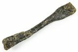 Fossil Ornithopod Dinosaur (Dryosaurus) Radius - Wyoming #371503-1